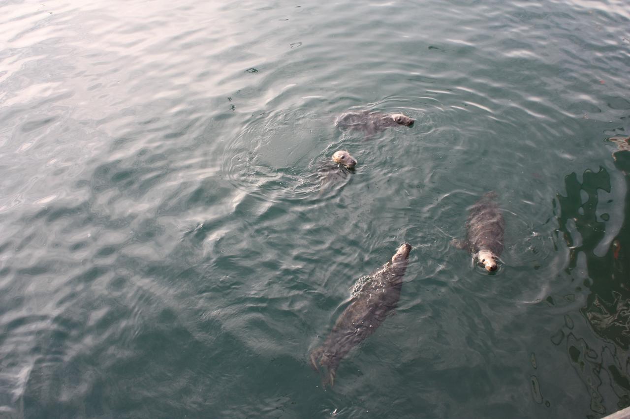 Ringfad B&B Ardglass Bagian luar foto